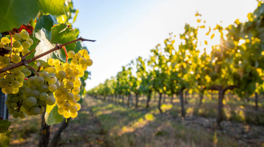 vignoble de Bordeaux